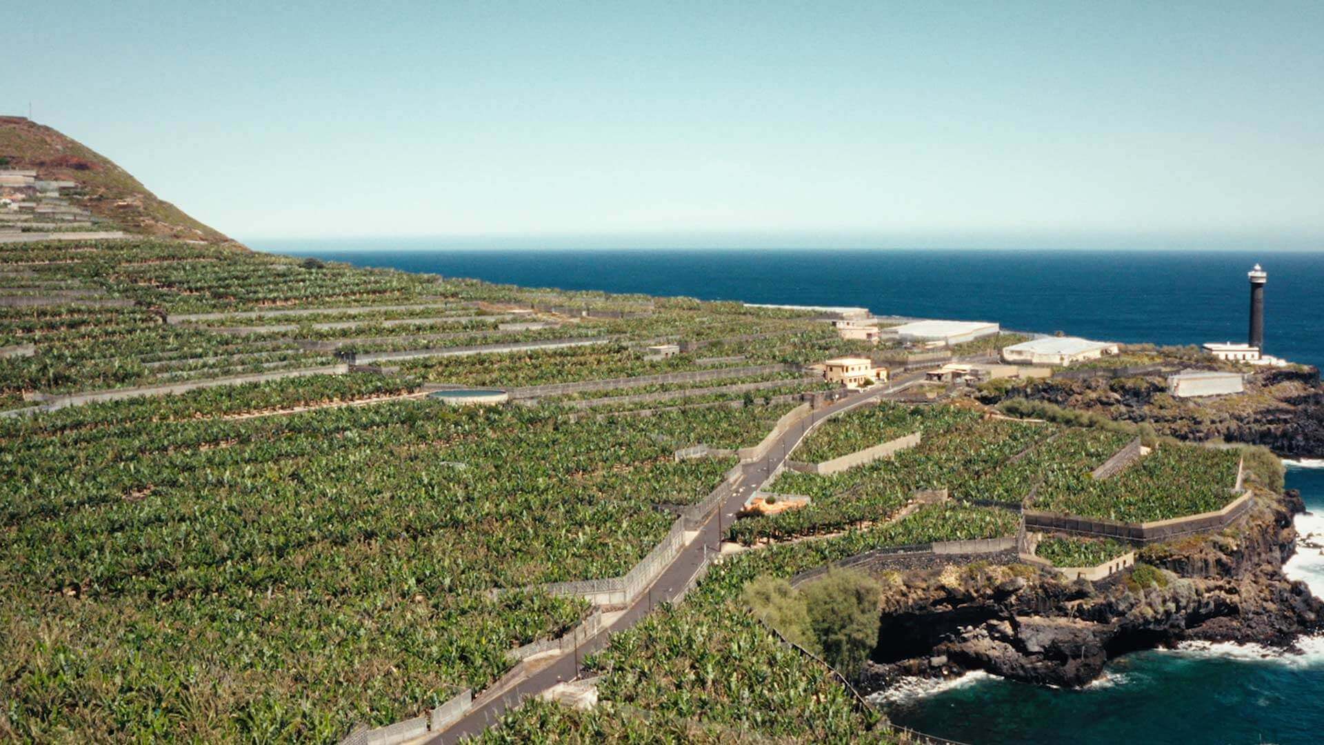 Plantations de bananes, La Palma