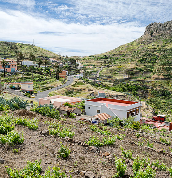 viñas en la Gomera