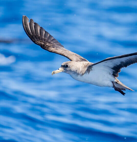 Oiseau marin au plumage gris et aux longues ailes sombres planant au-dessus de la mer bleue.