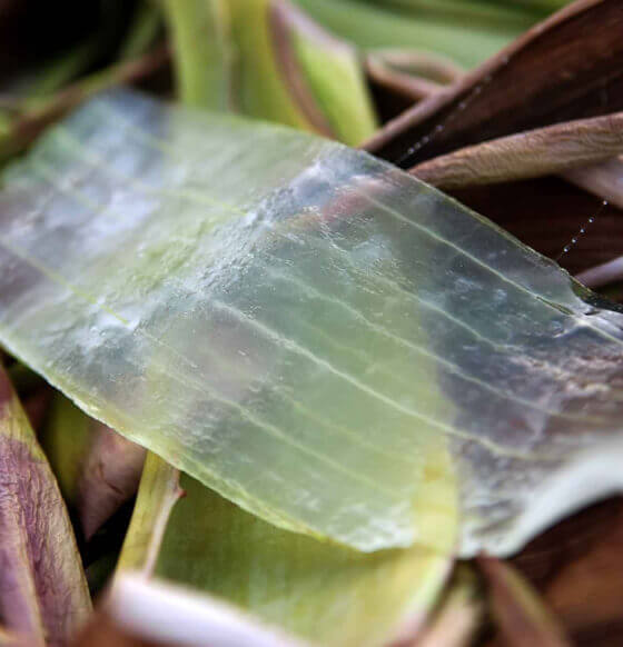 Centro de Interpretacion-Aloe Plus Lanzarote