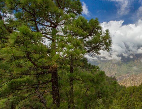 Mirador del Pico Bejenado