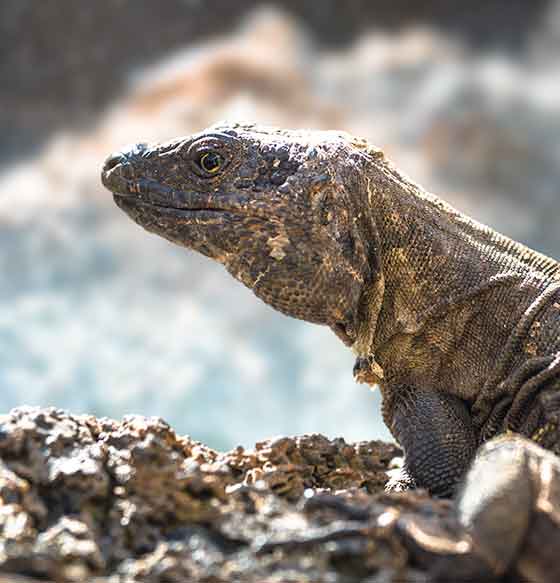 Centro de Recuperación del Lagarto Gigante de El Hierro