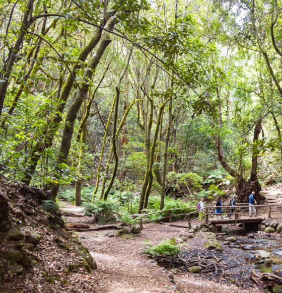 El Cedro - Garajonay
