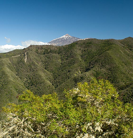 Monte del Agua - listado