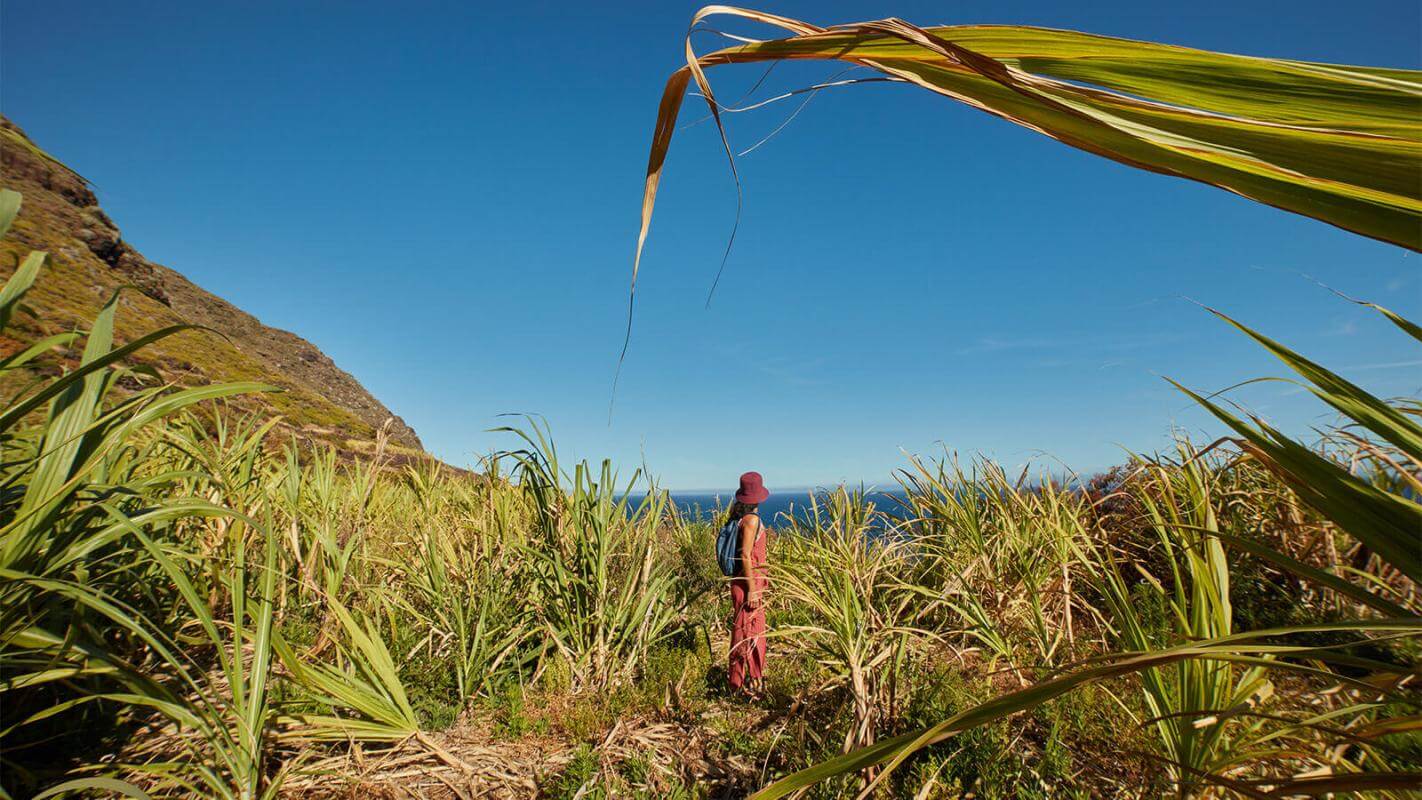 Cultures de canne à sucre, La Palma.