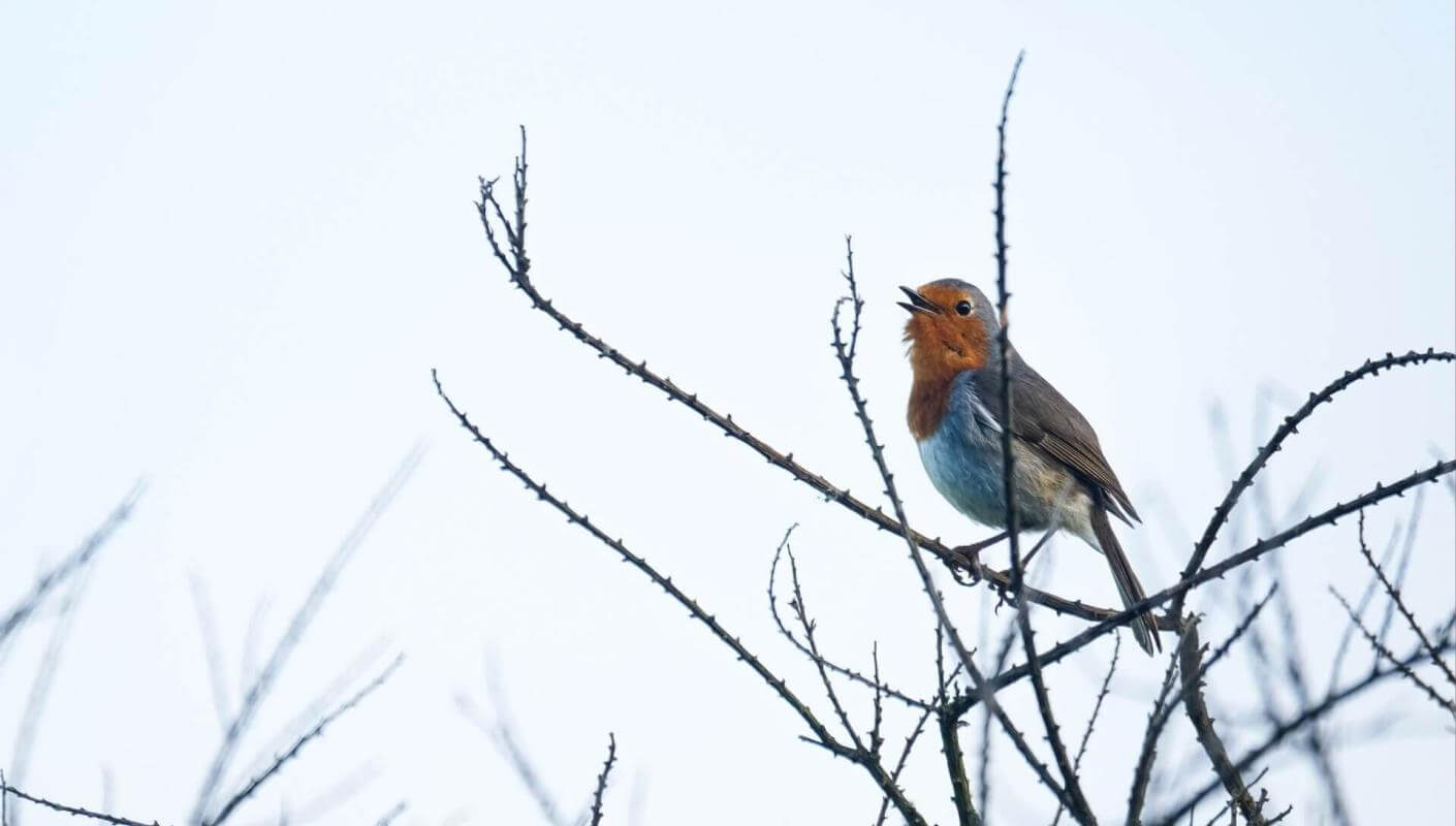 Rougegorge de Ténérife