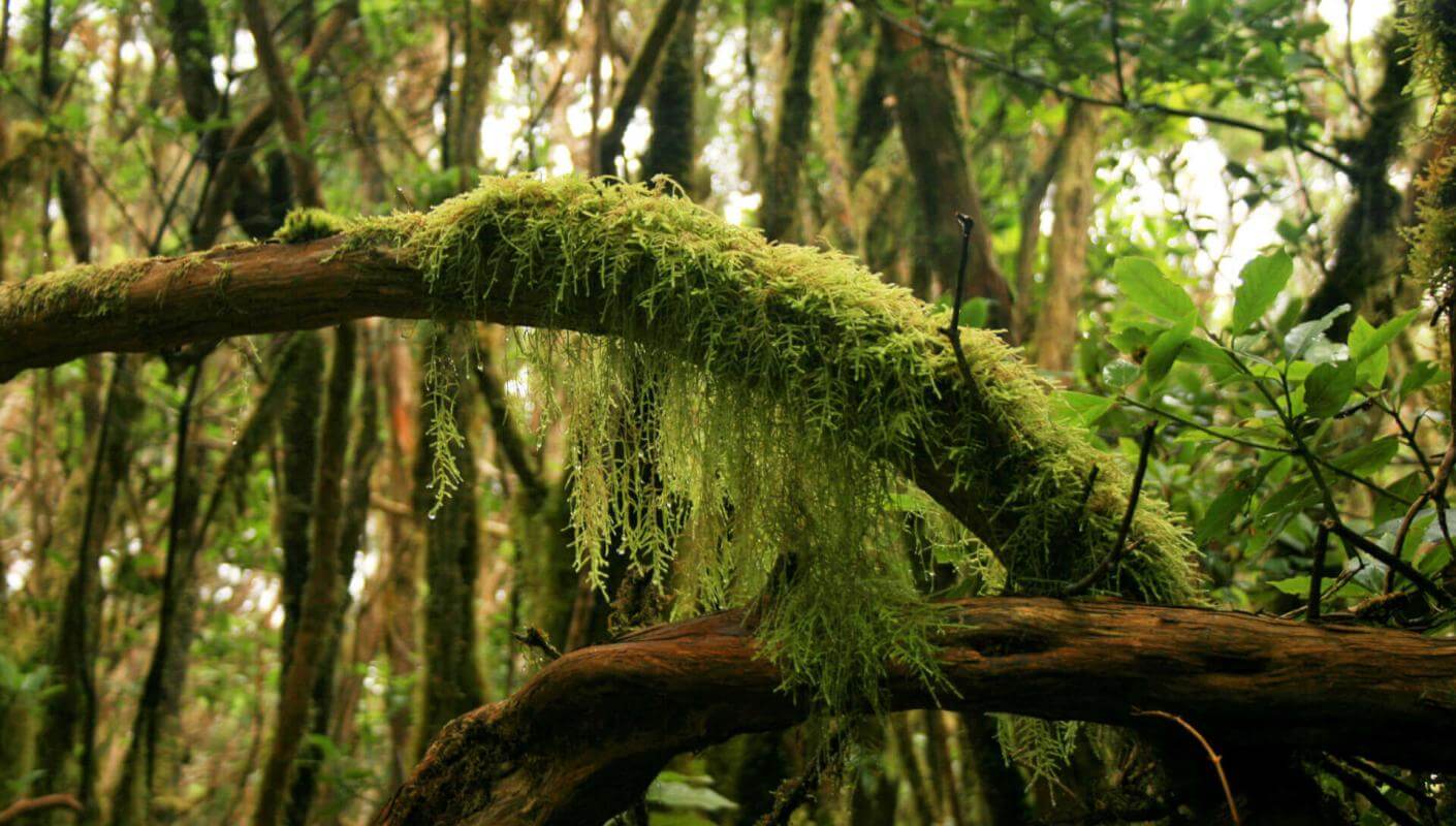 Forêt humide d’Anaga avec des troncs recouverts de mousse, de lianes et d’une végétation dense.