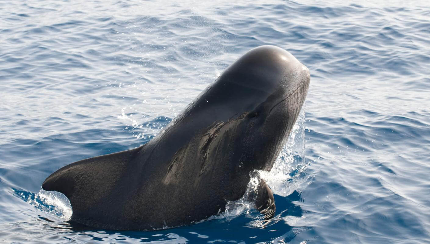 Calderón gris (cétacé tropical aux grands ailerons) émergeant de l’océan, avec une partie hors de l’eau.
