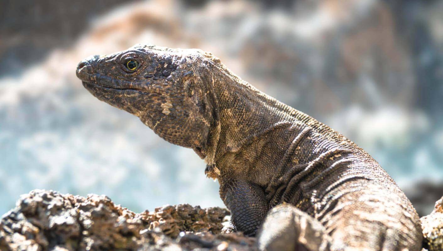 Lagarto gigante (lézard endémique protégé des îles Canaries) à El Hierro sur un rocher volcanique au soleil.