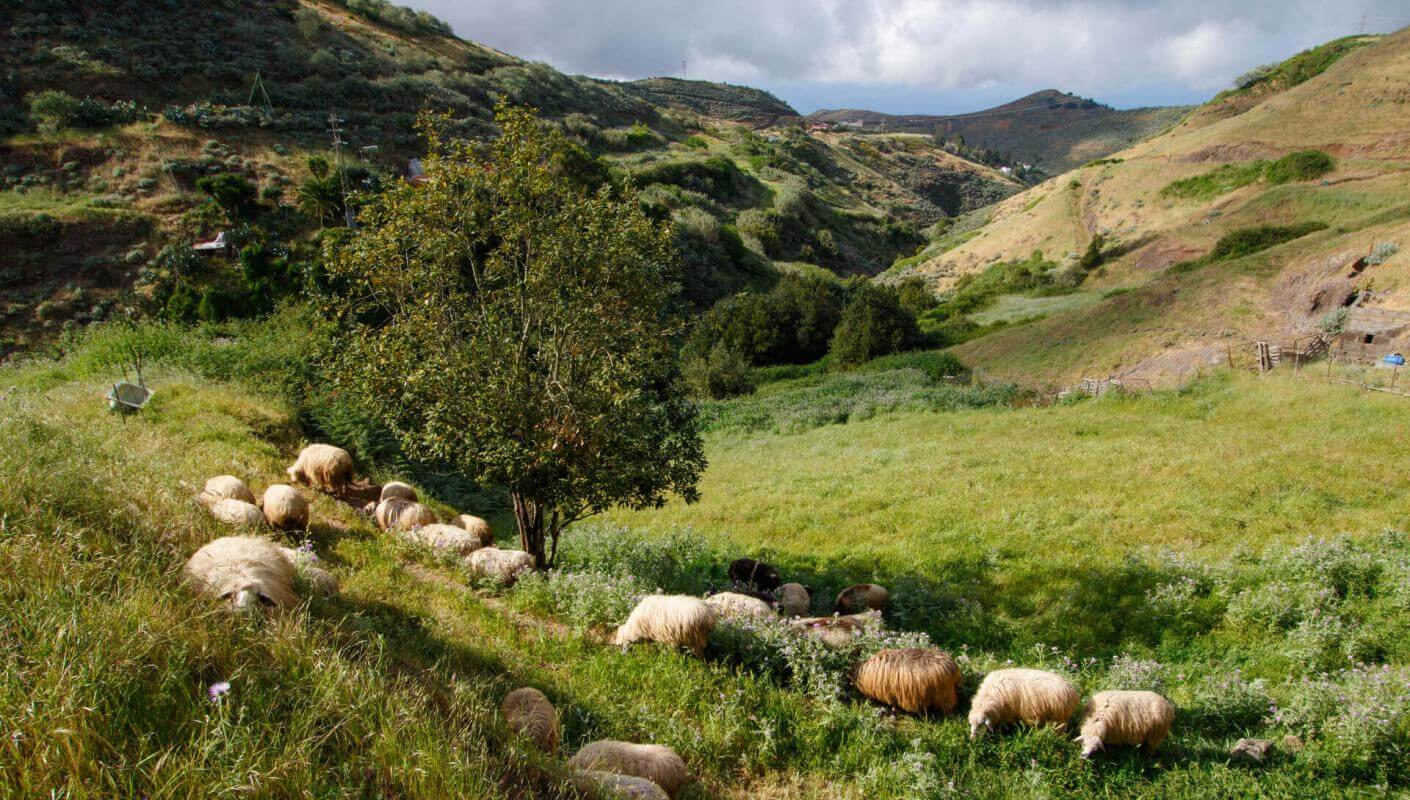 Moutons en pâturage dans une vallée verdoyante de Montaña Alta, à Gran Canaria, entourée de pentes douces.