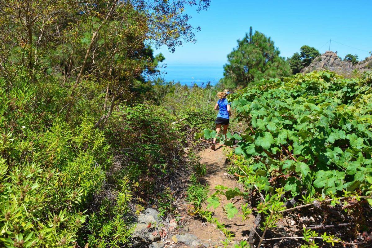 Icod de los Vinos-Trail