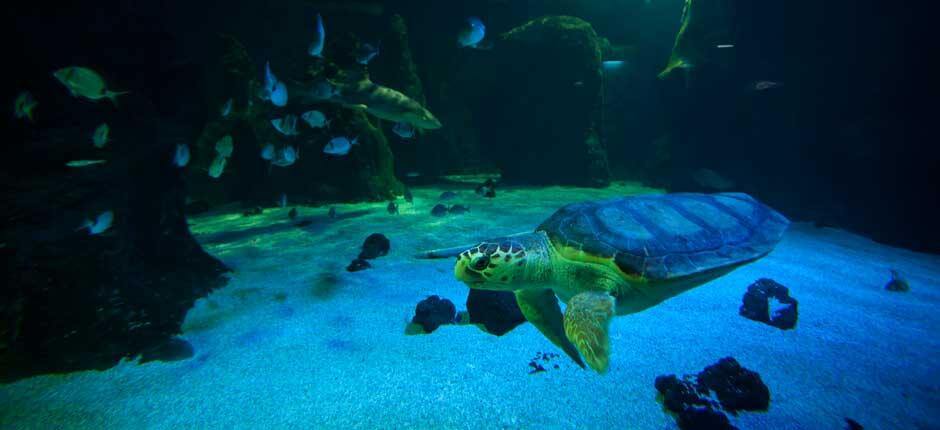 Aquarium, Aquariums de Lanzarote
