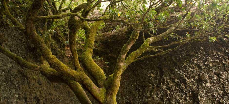 Le Garoé, à El Hierro