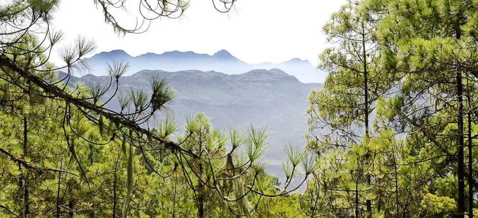 Tamadaba-Bajada de Faneque + Sentiers de Gran Canaria