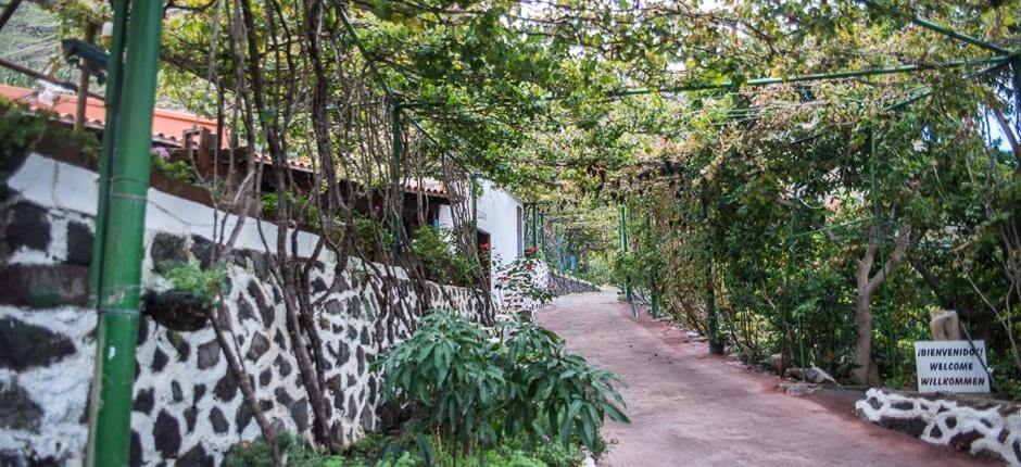 Cave à vins Los Berrazales + Caves à vins de Gran Canaria