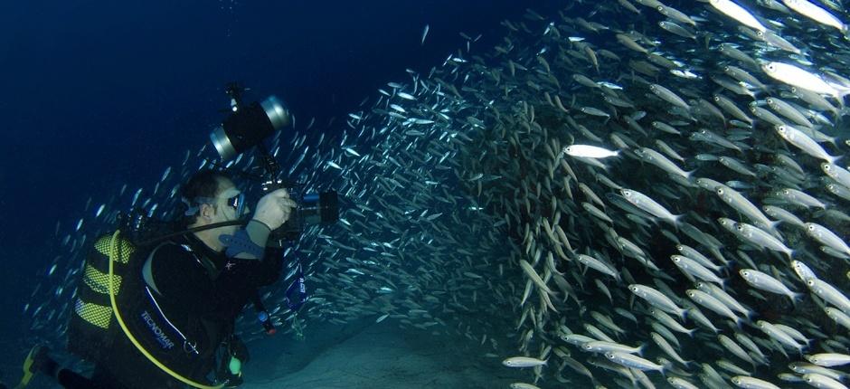 Veril Grande Plongée sous-marine à Fuerteventura