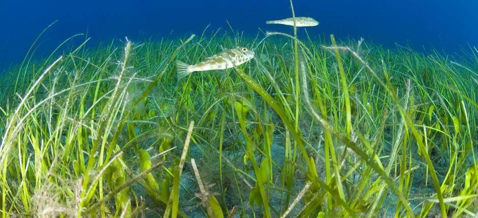 Faire de la plongée à El Jablito Plongée sous-marine à Fuerteventura