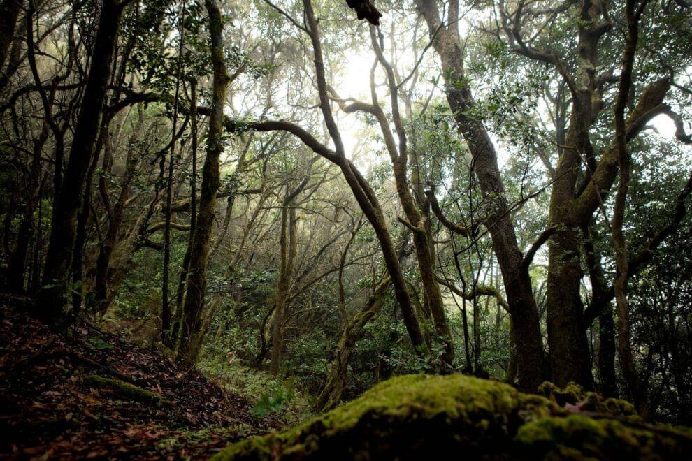 Parque Nacional de Garajonay, Bosque del Cedro