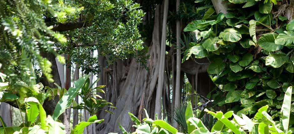 Jardin d'Acclimatation de La Orotava Musées et centres touristiques de Tenerife