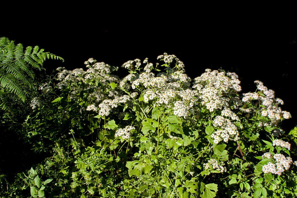 Jardín de Las Creces