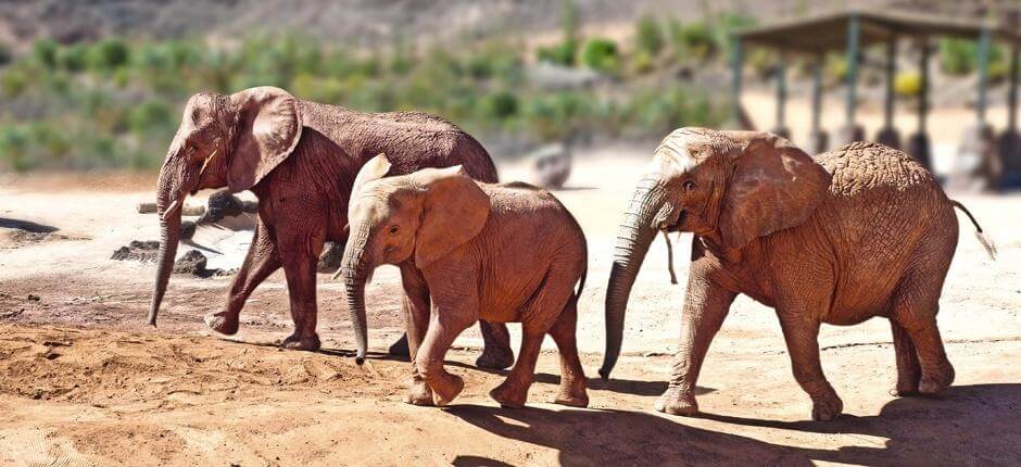 Oasis Park Fuerteventura, Zoos de Fuerteventura