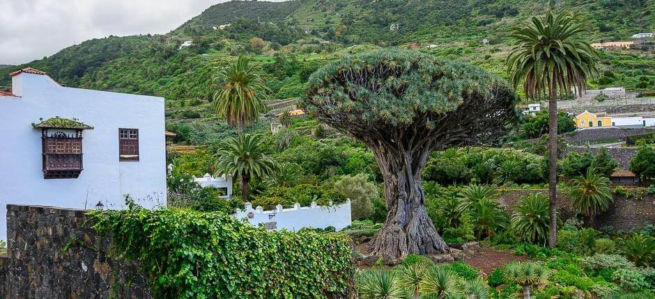 Parc du Drago Milenario Musées et centres touristiques de Tenerife