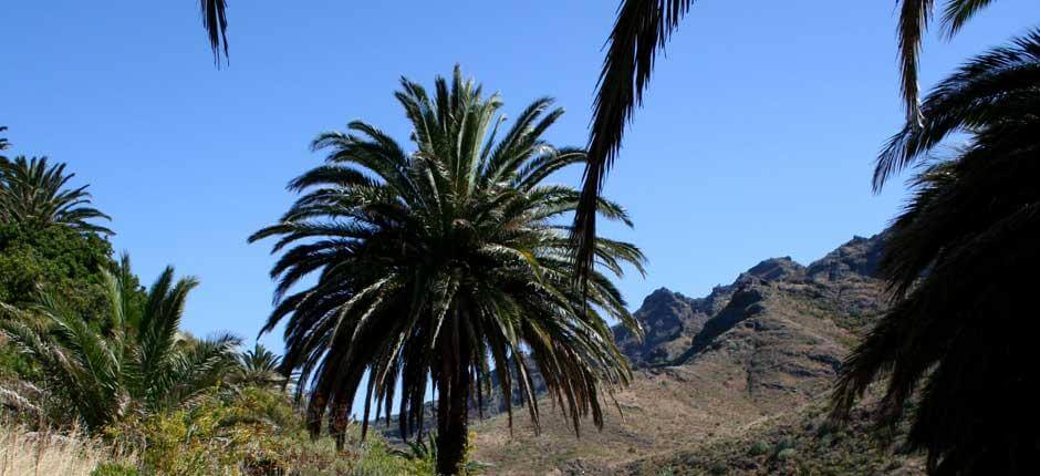 Parque Rural de Anaga, en Tenerife