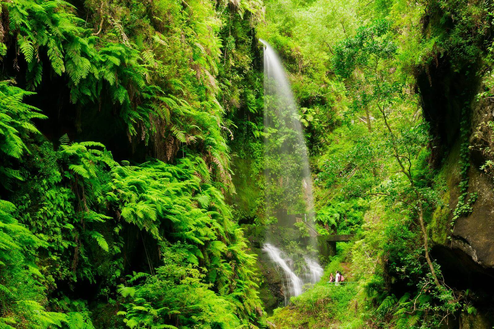 Los Tilos, La Palma.