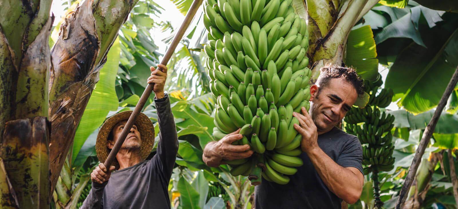 Bananiers. La Palma