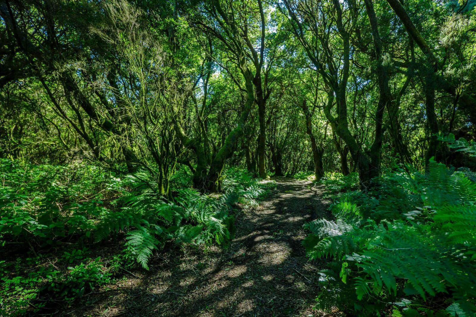 Sendero de La Llanía. El Hierro.