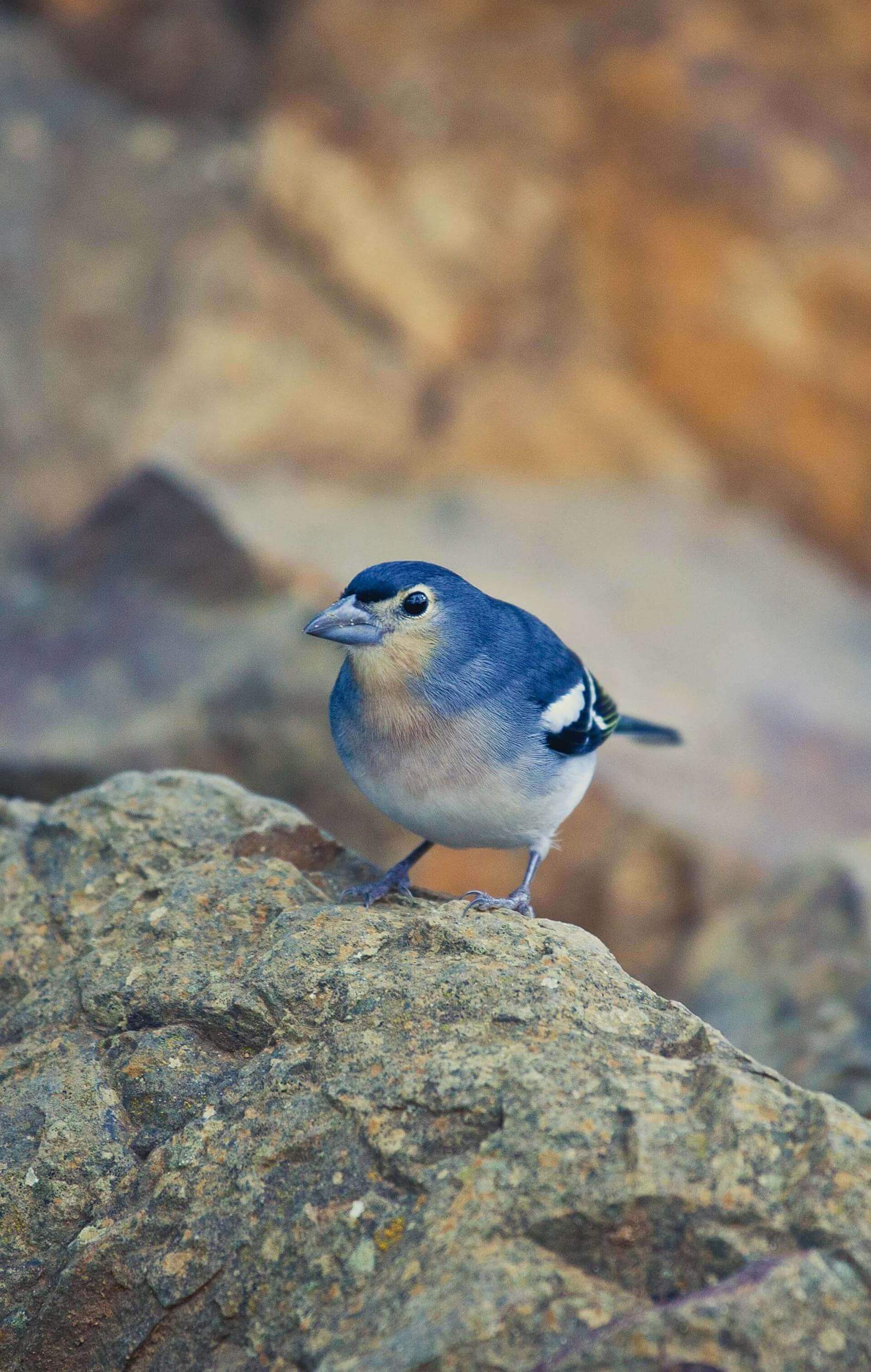 Pinzón azul en La Caldera de Taburiente. La Palma.