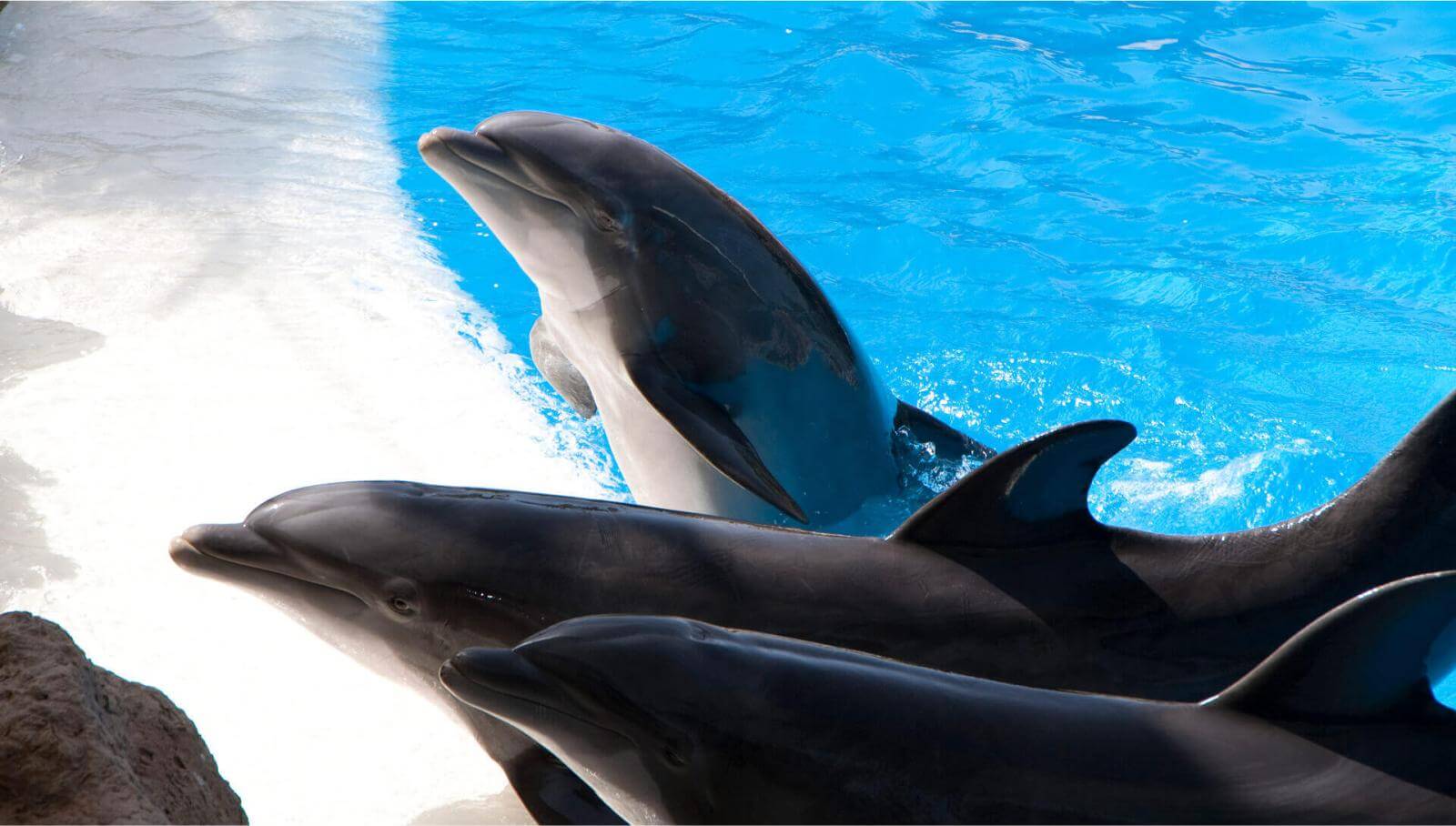 Loro Parque Animal Embassy. Tenerife.