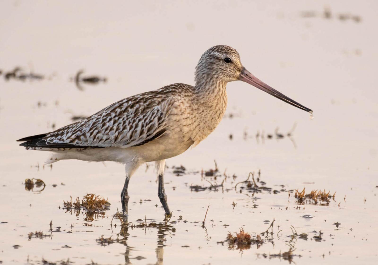 Oiseau échassier au plumage tacheté et au long bec rosâtre en train de marcher dans une zone humide.