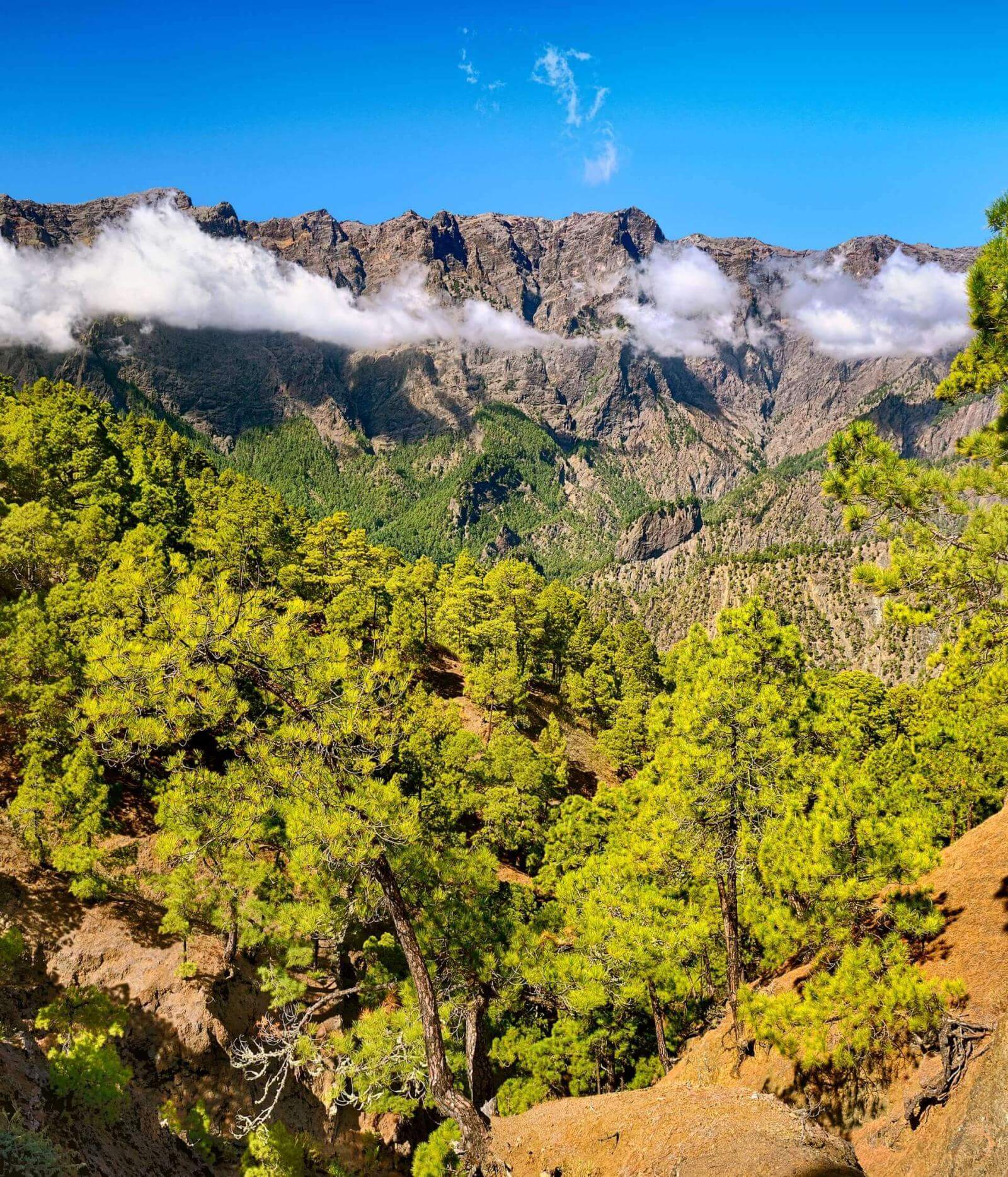 Versant volcanique avec forêt de pins des Canaries et crête en toile de fond à demi-couverte de nuages bas.