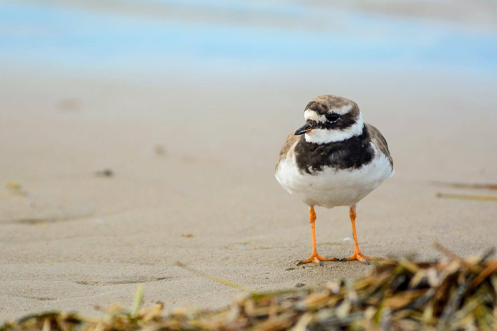 Petit oiseau aux pattes orange, au plumage brun et au ventre blanc sur le sable de la plage.