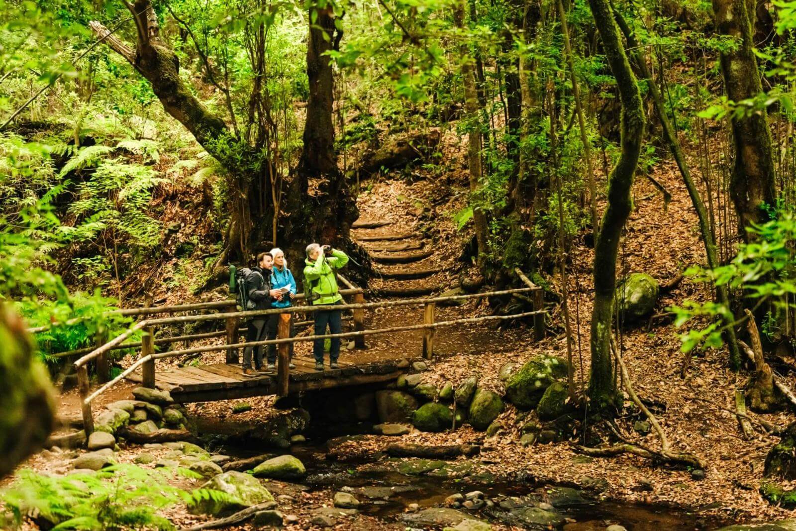 Trois personnes franchissant un petit pont en bois sur un sentier qui traverse une laurisylve luxuriante.