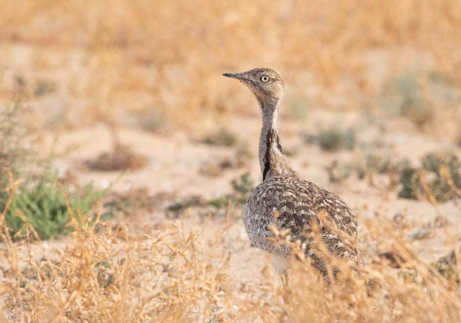 Oiseau brun au long cou et plumage tacheté, debout dans la végétation clairsemée d’un paysage aride.