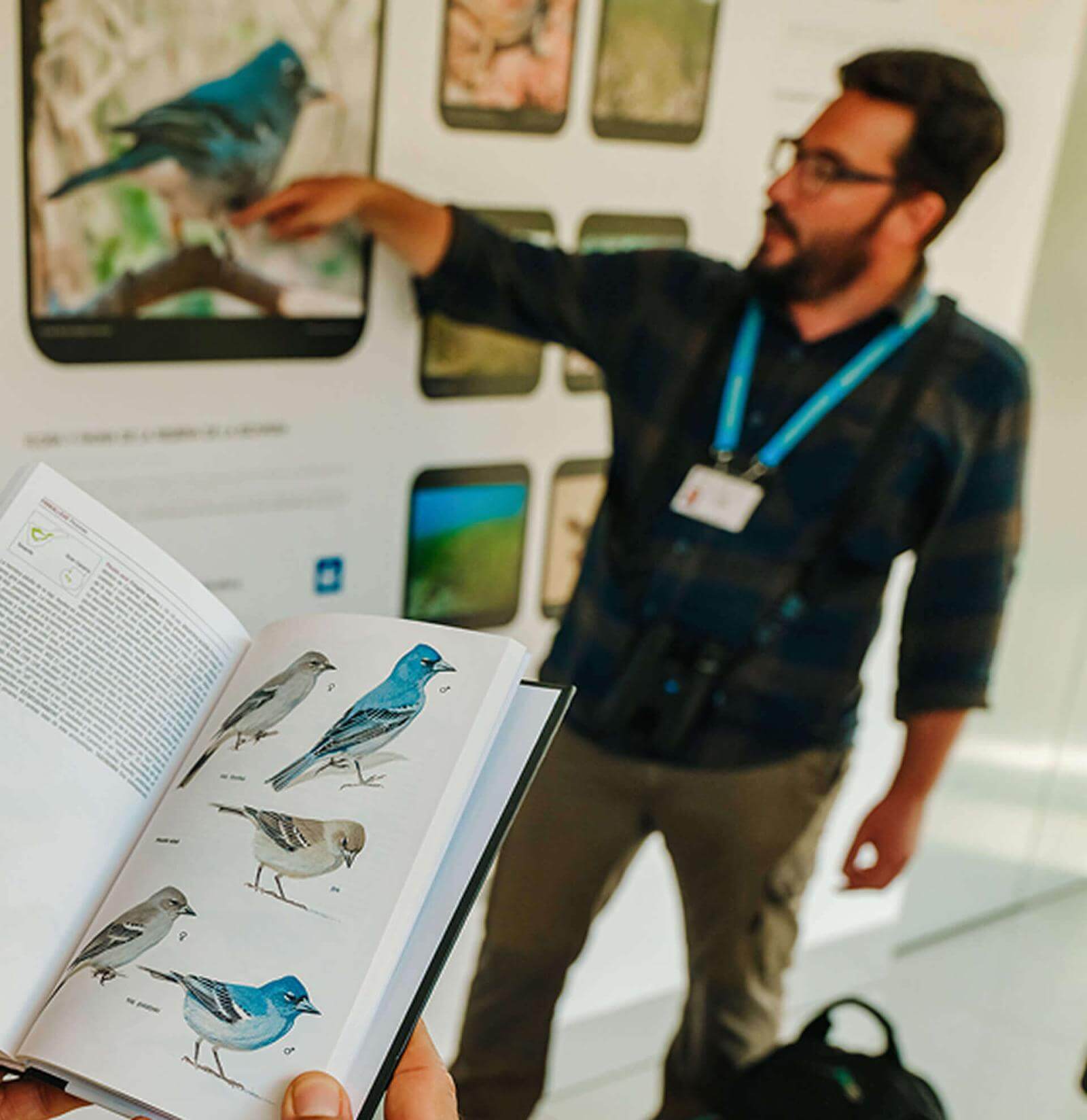 Guide montrant et expliquant l’image d’un pinson bleu sur un panneau d’information du point de vue.