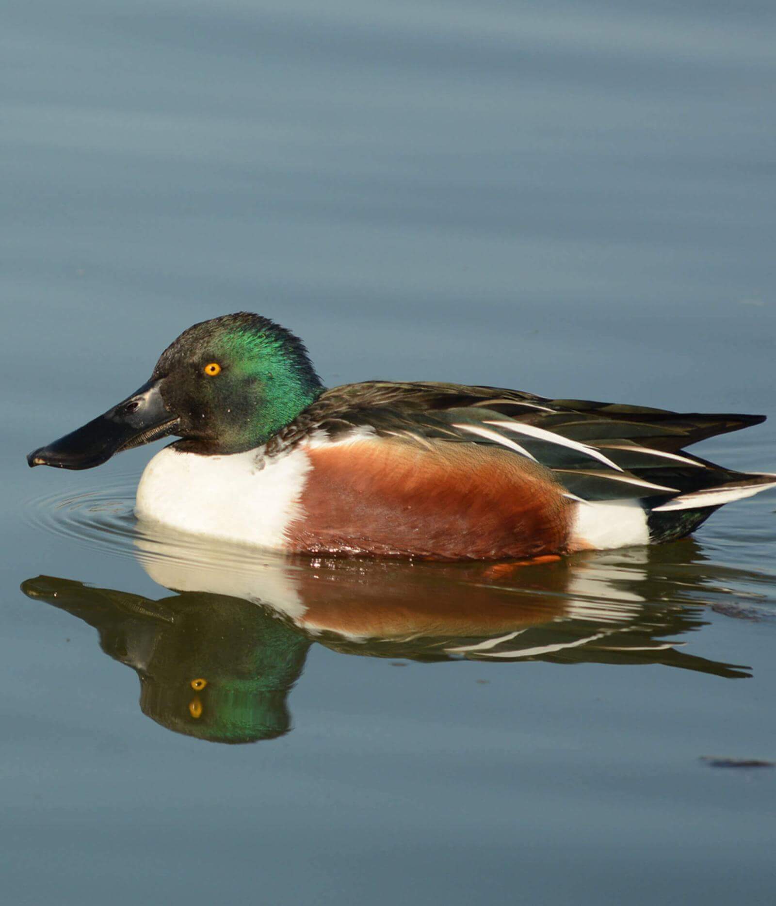 Canard au plumage vert, blanc et brun, et aux yeux jaune vif, reflété dans l’eau, en train de nager.