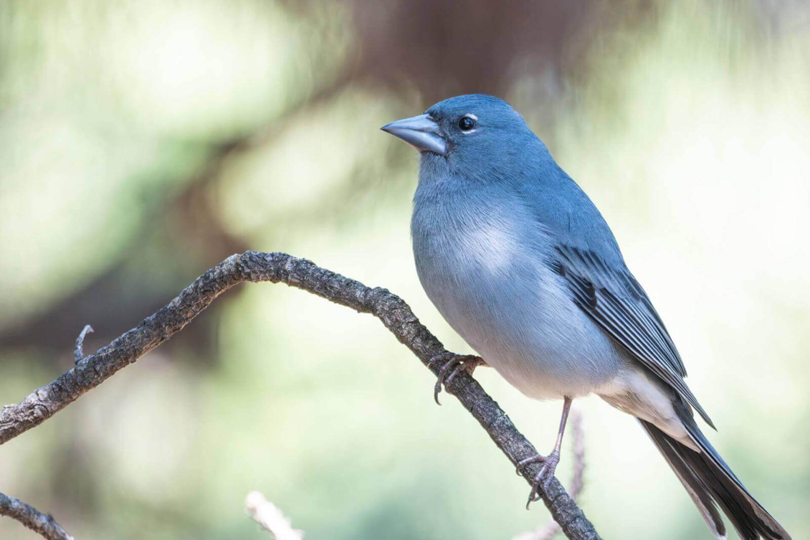 Petit oiseau au plumage bleu ardoisé posé sur une branche, avec une tête arrondie et un bec court et robuste.