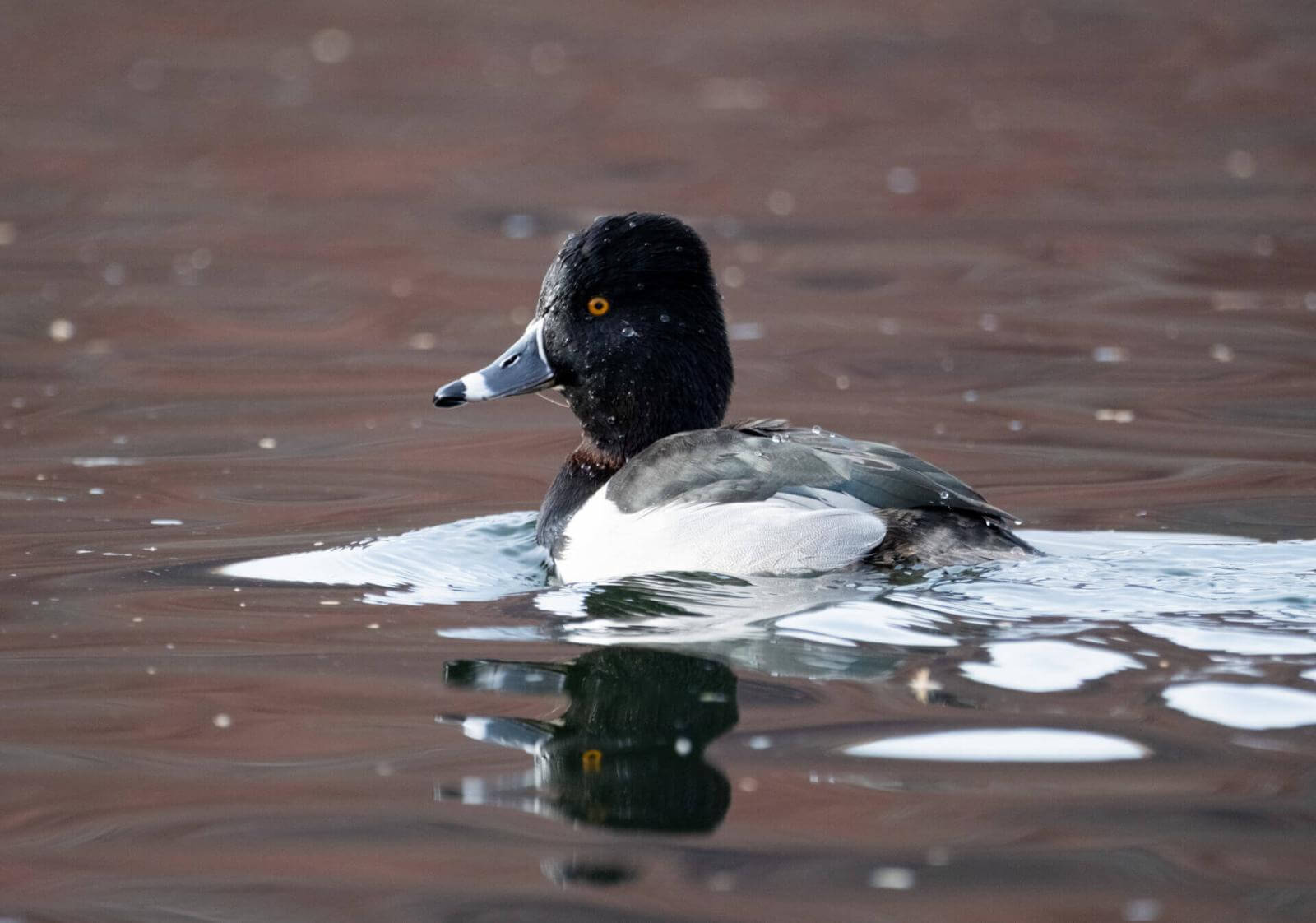 Canard au plumage sombre et blanc, à la tête arrondie, aux yeux jaune vif et au bec bleu, nageant dans l’eau.