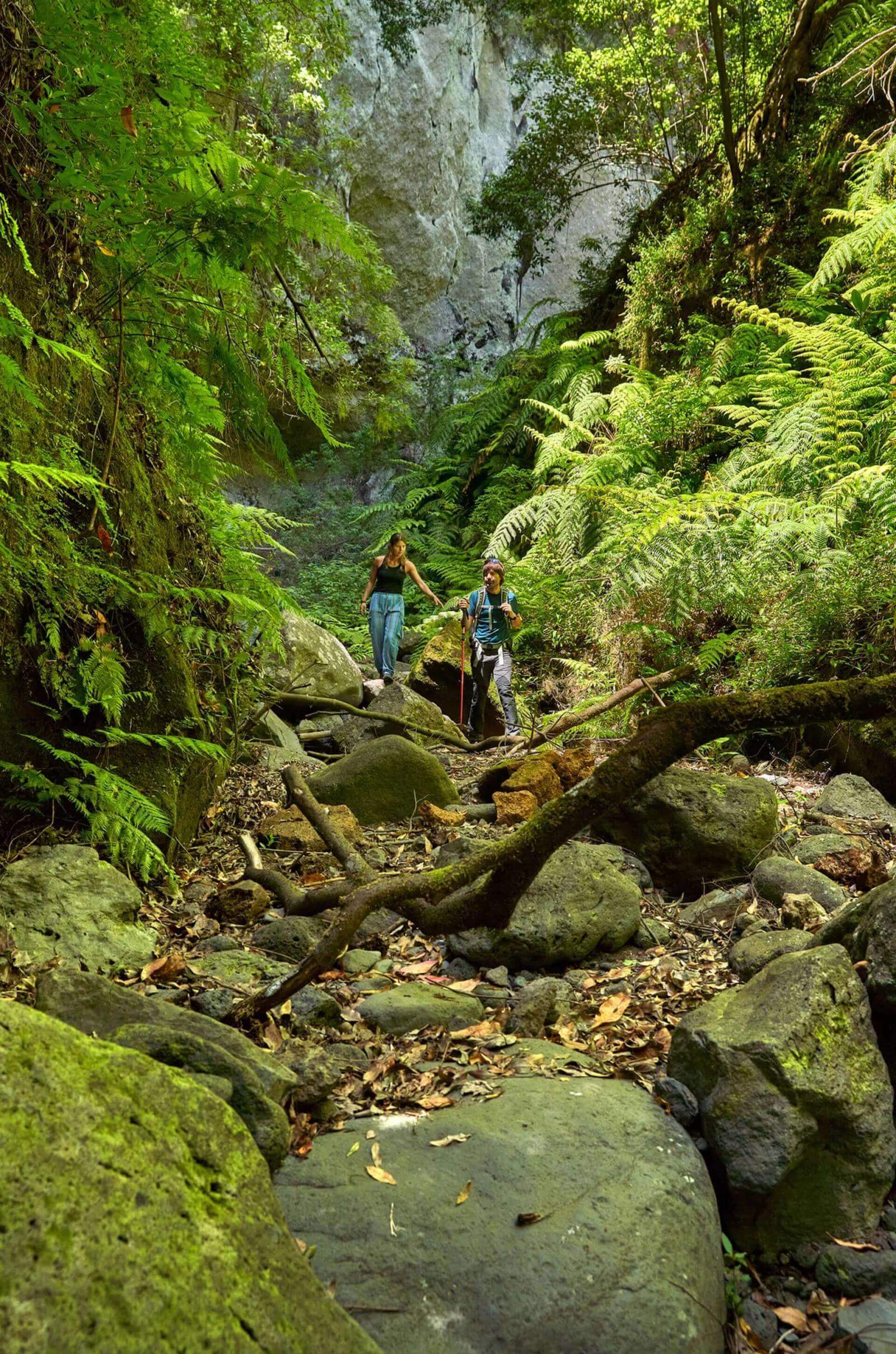 Deux personnes évoluant entre les rochers et les fougères dans la forêt de Los Tilos, entourées de laurisylve.