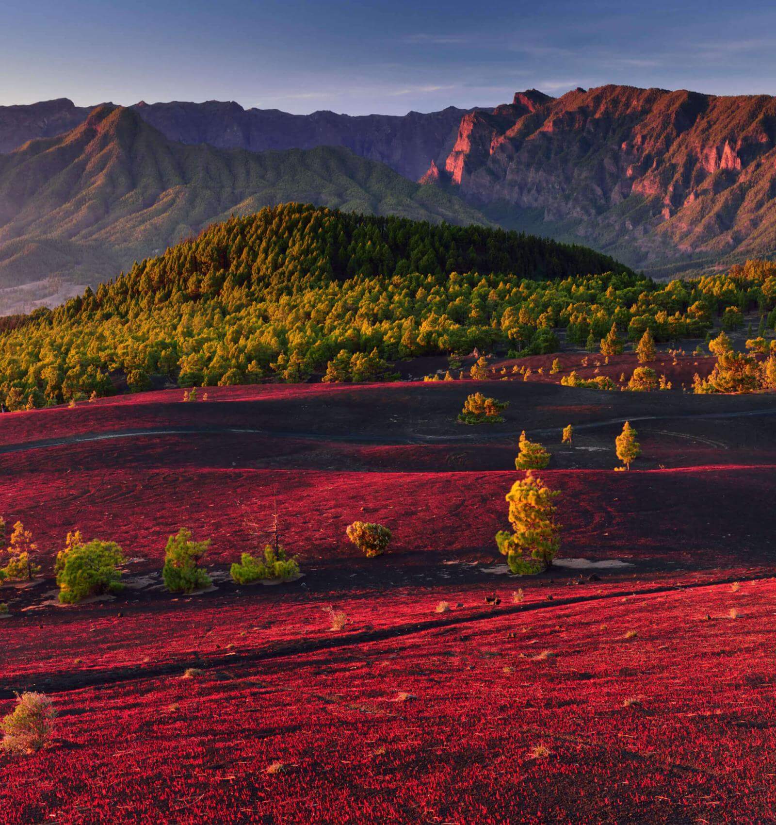 Llanos del Jable à La Palma, plaine volcanique rougeâtre, pinède canarienne et montagnes au fond.