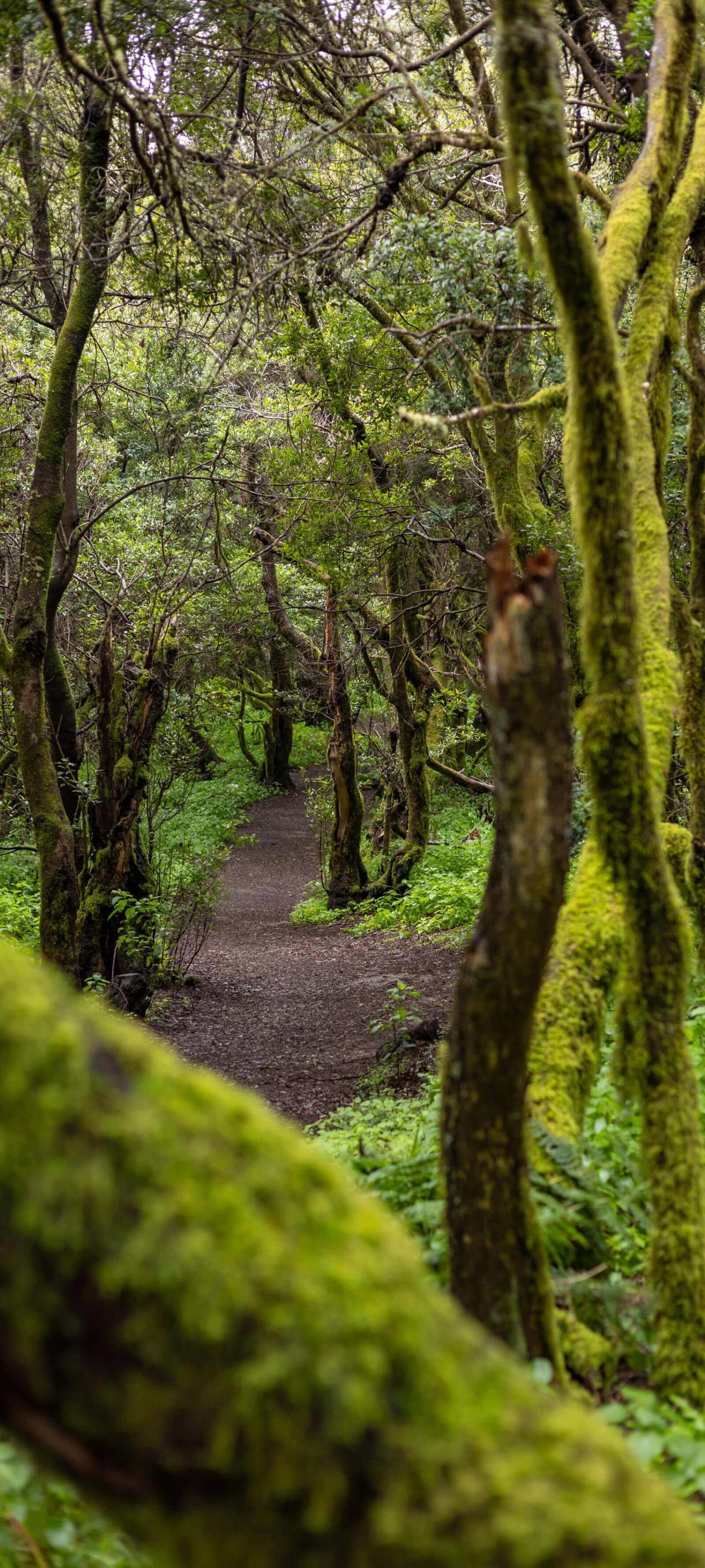 Le sentier de La Llanía à El Hierro traverse une laurisylve luxuriante aux troncs recouverts de mousse.