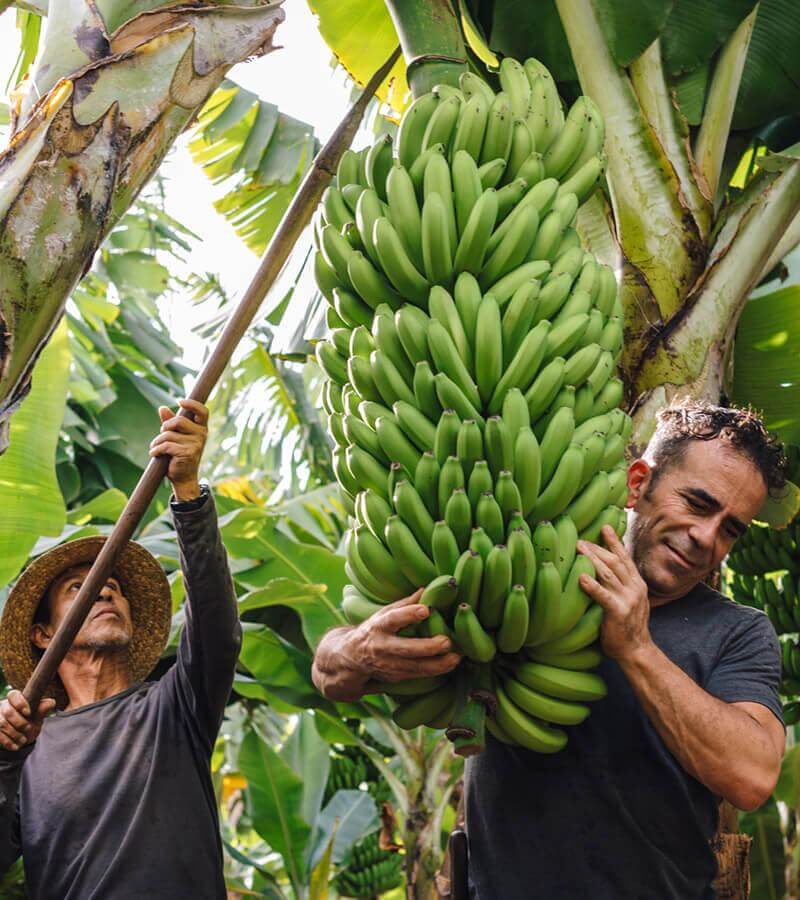 Bananiers. La Palma