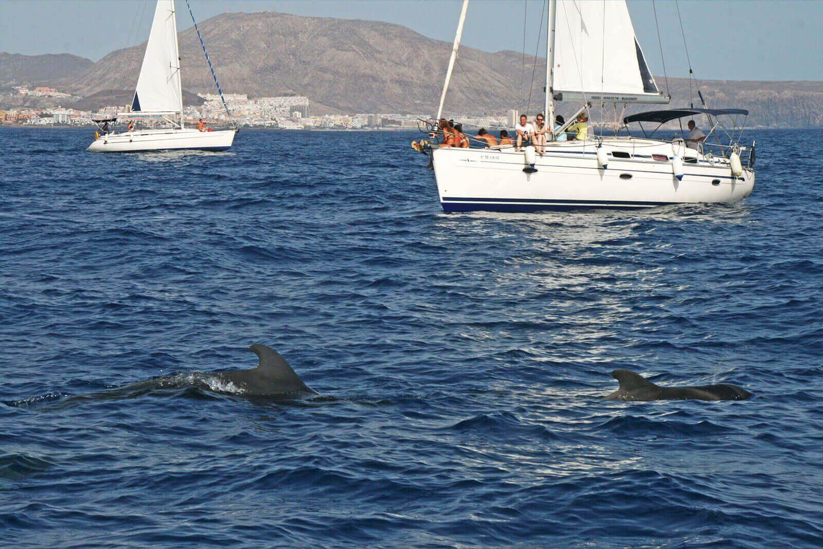 Avistamiento de cetáceos en Los Cristianos. Tenerife