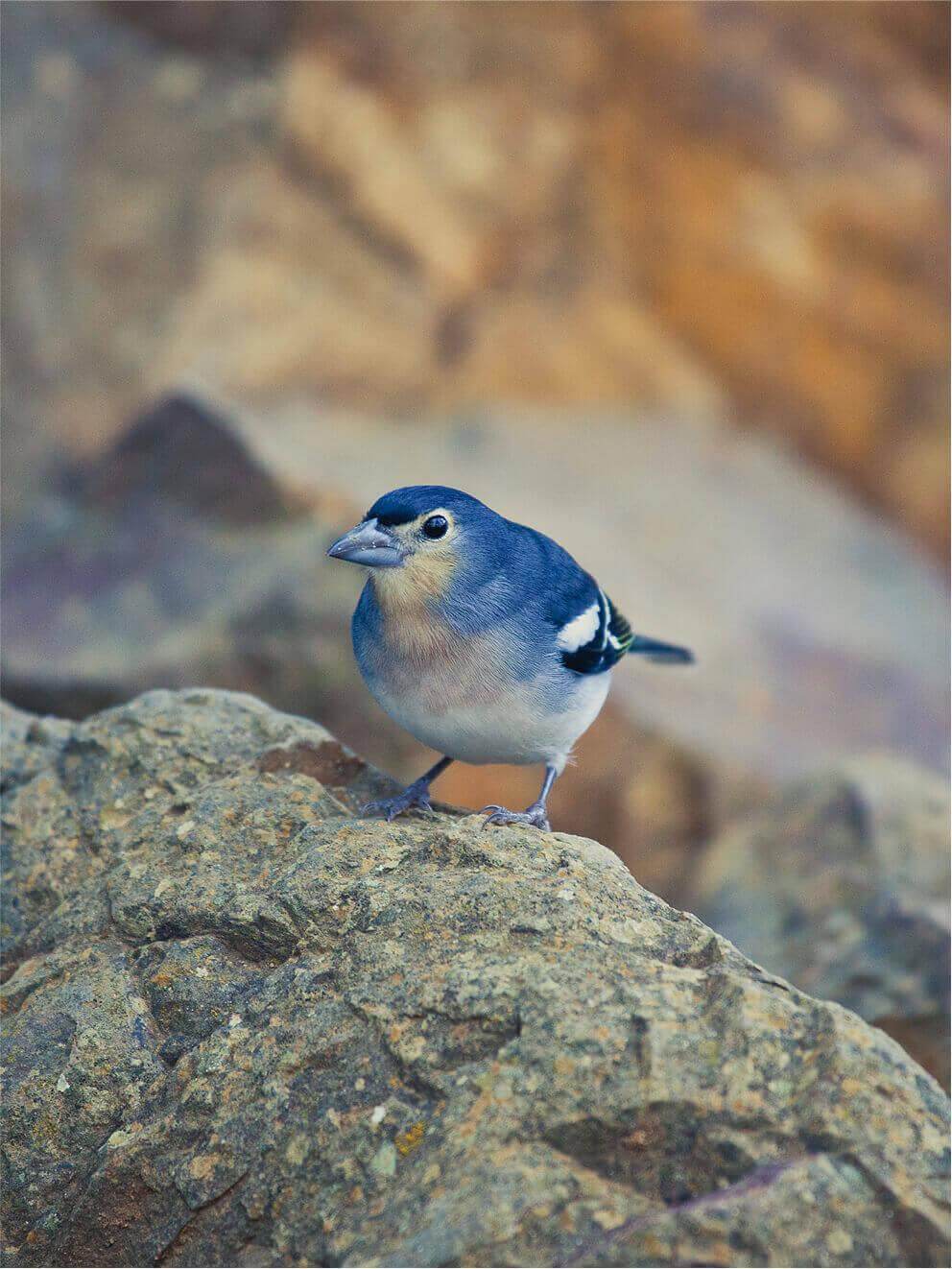 Pinzón azul en La Caldera de Taburiente. La Palma.