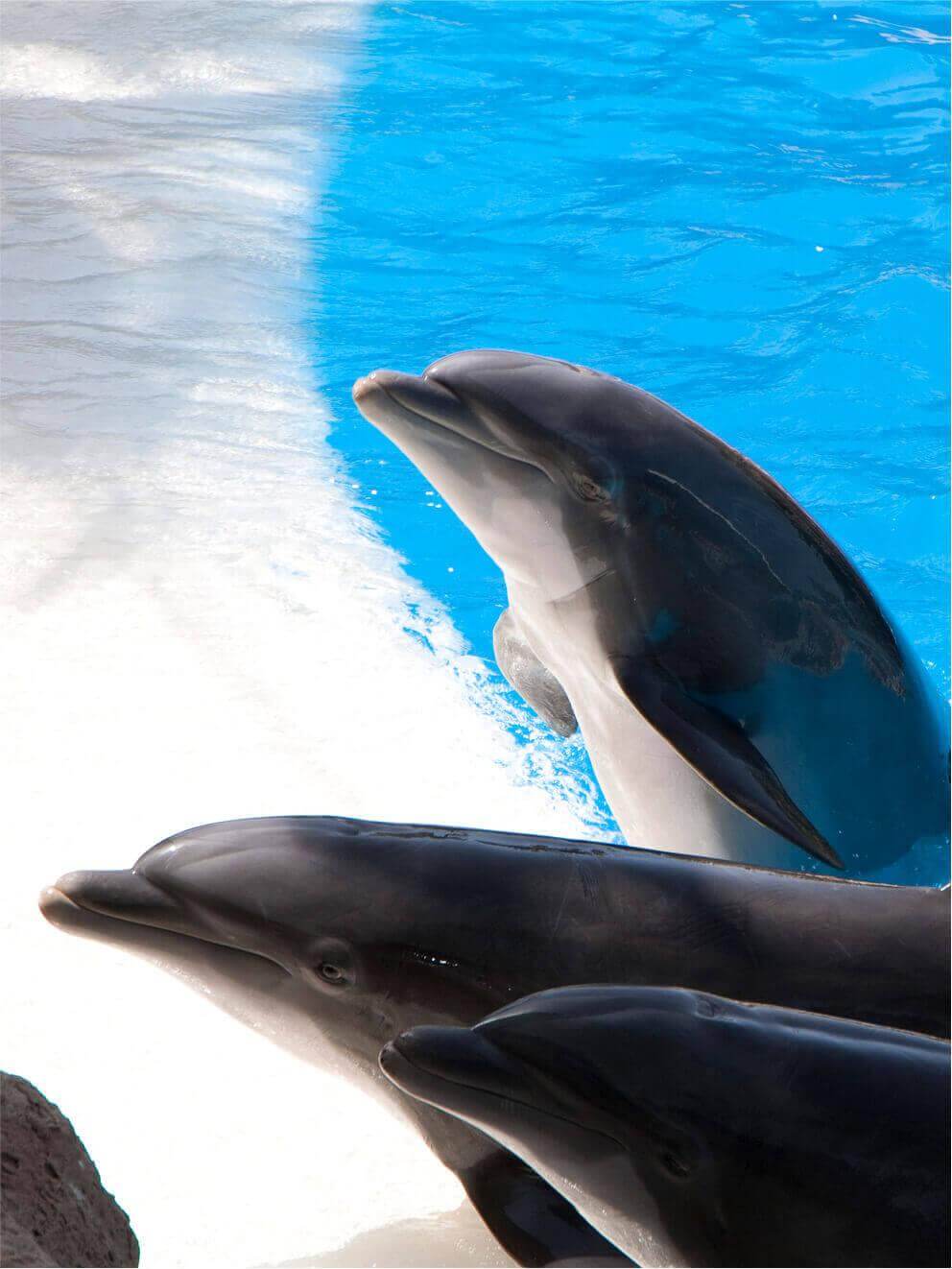 Loro Parque Animal Embassy. Tenerife.