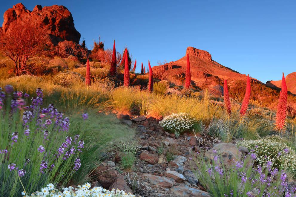 Tajinastes rojos (arbuste endémique du Teide) en fleurs sur le Teide, illuminé au coucher du soleil.