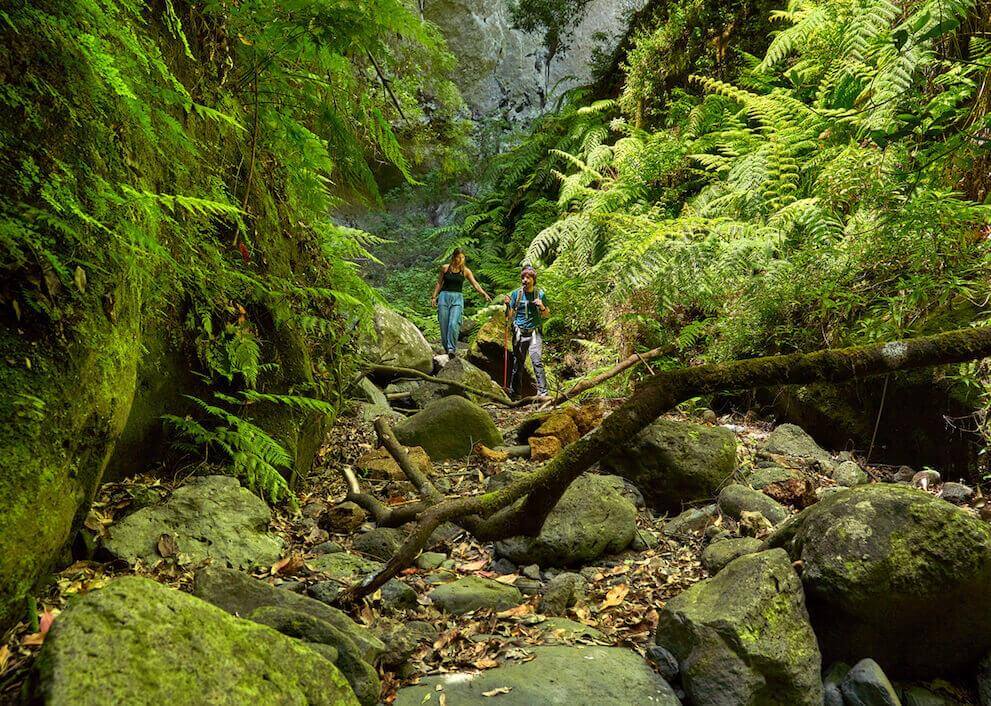 Deux personnes évoluant entre les rochers et les fougères dans la forêt de Los Tilos, entourées de laurisylve.